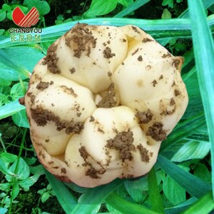 长友 恩施新鲜百合1000克 天猫18.8元包邮 长友 恩施新鲜百合1000克