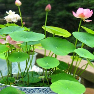 水培植物 碗莲荷花30粒+花盆+水容肥套装