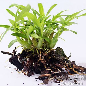  霍山石斛米斛苗3年苗15-20株