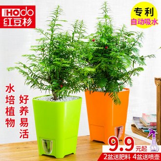 吸甲醛植物红豆杉盆景