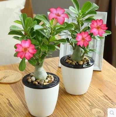 小杰花圃 植物盆栽